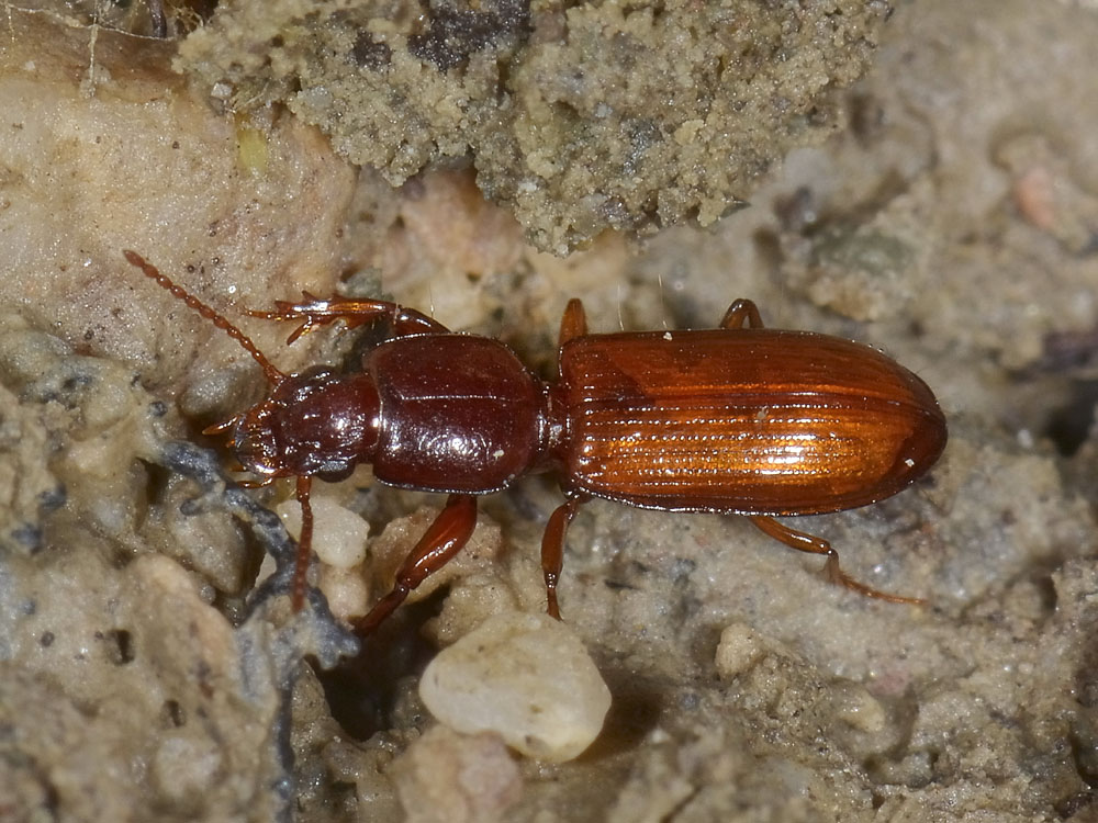 Clivina collaris (cf.) immature